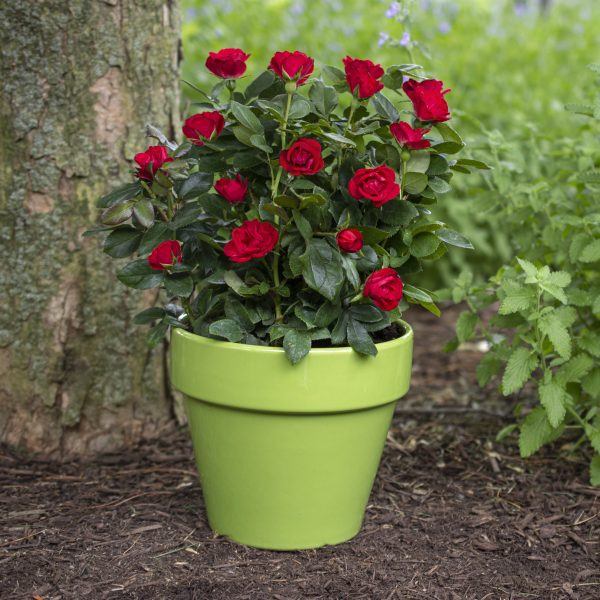Rosa x 'Meibenbino' Petite Knock Out® PP30811