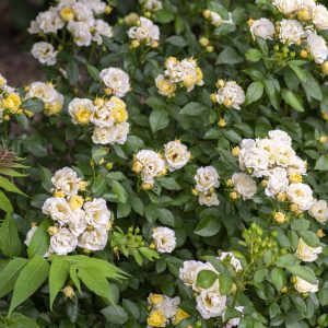Rosa x 'Novarospop' Popcorn Drift® PP24773