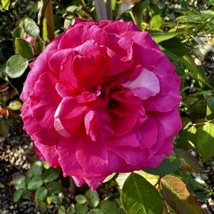 Rosa x 'Margaret Mae' Pretty in Pink Eden® PP20953