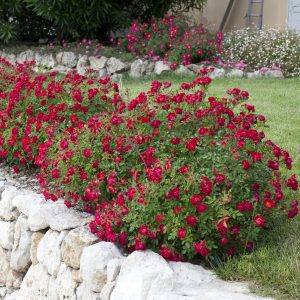 Rosa x 'Meigalpio' Red Drift® PP17877