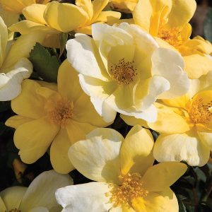 Rosa x 'Radsunny' Sunny Knock Out® PP18562