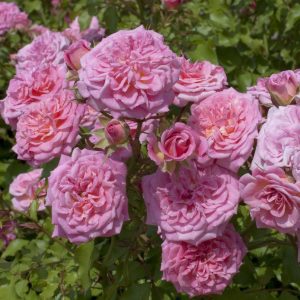 Rosa x 'Meiwetdom' Sweet Drift® PP21612