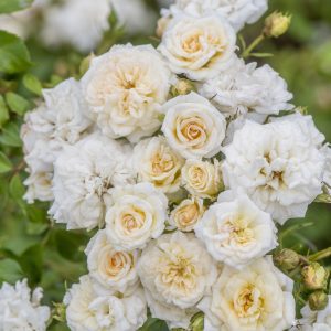 Rosa x 'Meizorland' White Drift® PP28054