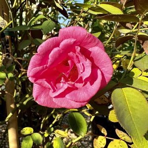 Rosa x 'Zephirine Drouhin'