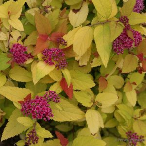 Spiraea japonica 'NCSX1' Double Play® Candy Corn® PP28313