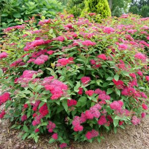 Spiraea x 'NCSX2' Double Play Doozie® PP30953