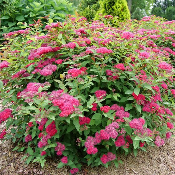 Spiraea x 'NCSX2' Double Play Doozie® PP30953