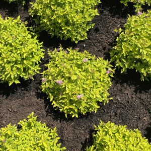 Spiraea japonica 'Golden Select' Pineapple Poprocks® PPAF