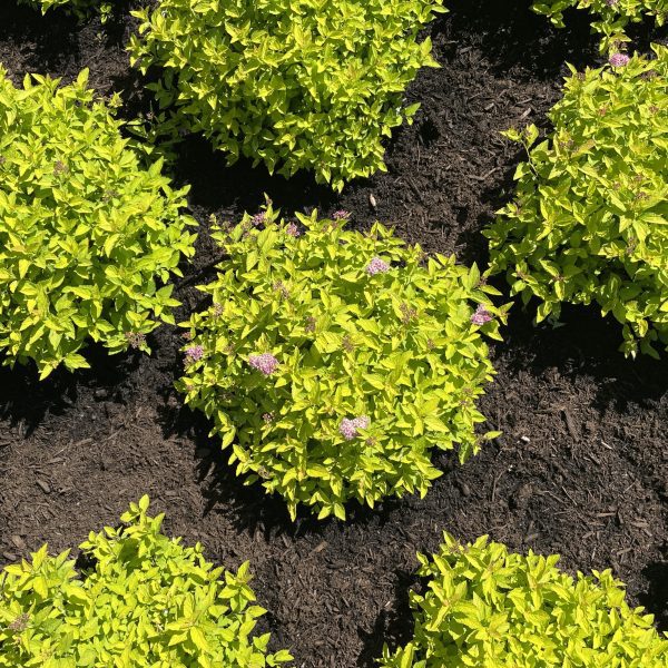 Spiraea japonica 'Golden Select' Pineapple Poprocks® PPAF