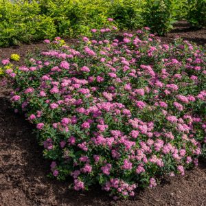 Spiraea japonica 'Odessa' Poprocks® Petite PP28508