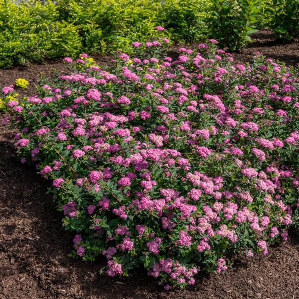 Spiraea japonica 'Odessa' Poprocks® Petite PP28508