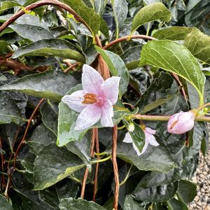 Styrax japonicus 'Marley's Pink' PP23755