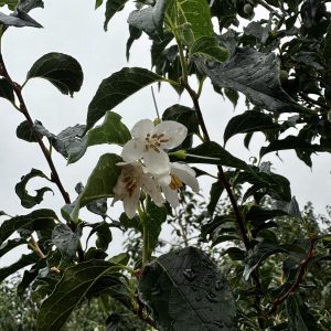 Styrax japonicus 'JFS-D' Snowcone®