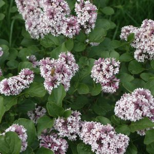 Syringa x 'SMNSKTP' Baby Kim® PP32969