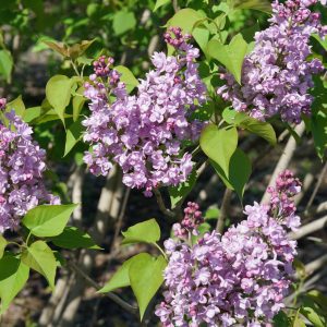 Syringa x hyacinthiflora 'SMNSHBBL' Scentara® Double Blue PP29801