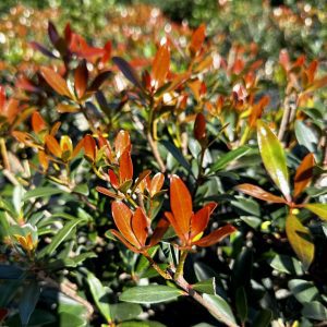 Ternstroemia gymnanthera 'BLTG01' Montague™