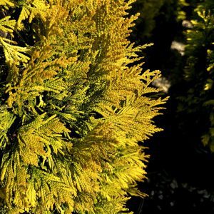Thuja plicata '4EVER' Forever Goldy® PP19267