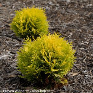 Thuja occidentalis 'Anna van Vloten' Anna's Magic Ball® PP25868