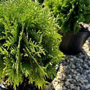 Thuja occidentalis 'Danica'