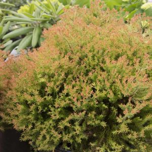 Thuja occidentalis 'Congabe' Firechief™ PP19009