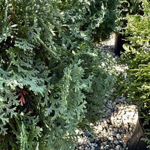 Thuja occidentalis 'Little Giant'