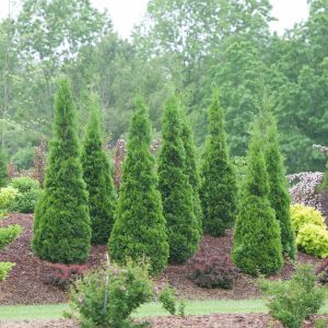 Thuja occidentalis 'Art Boe' North Pole® PP22174