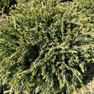 Thuja occidentalis 'Concesarini' Pancake™ PP24013