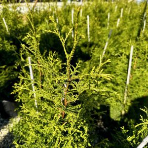 Thuja plicata 'De Rakt' Sugar and Spice PP19926