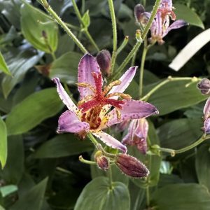 Tricyrtis x 'Seiryu'