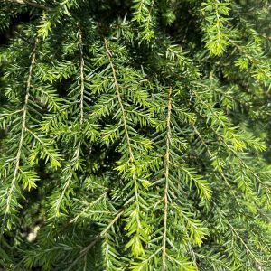 Tsuga canadensis
