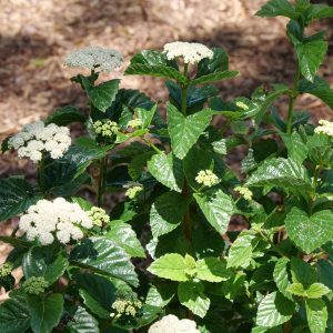 Viburnum dentatum 'Glitters & Glows®'