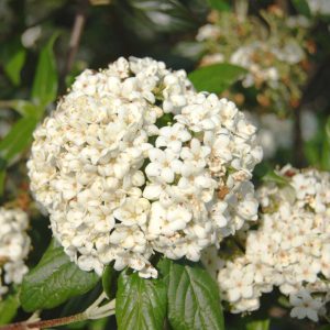 Viburnum 'PIIVIB-1' Pearlific® PP23385