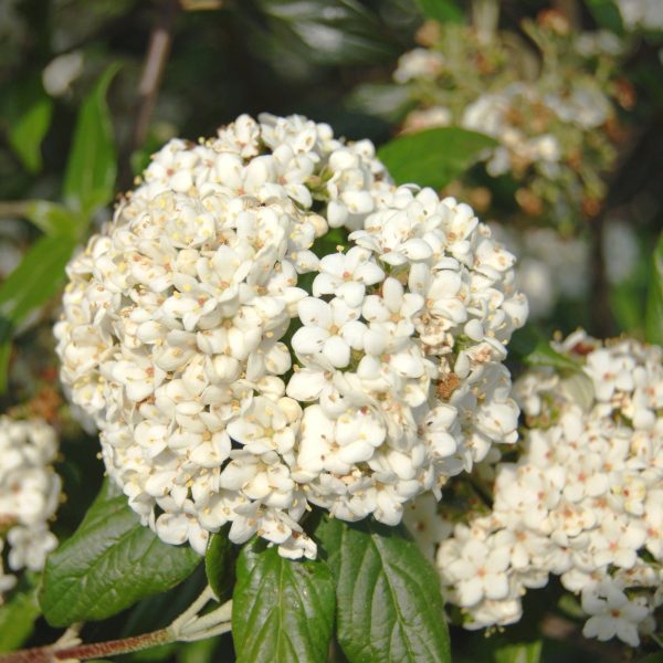 Viburnum 'PIIVIB-1' Pearlific® PP23385