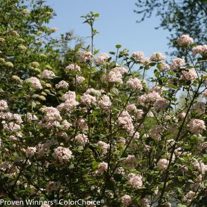 Viburnum carlesii 'Spiro' Spice Girl® PP24251