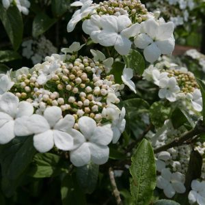 Viburnum x '01-06' First Editions® Spring Lace™