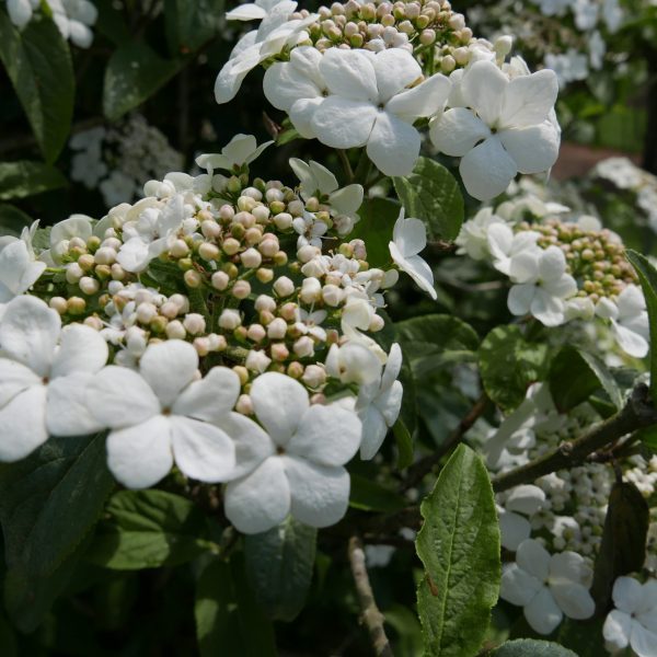 Viburnum x '01-06' First Editions® Spring Lace™