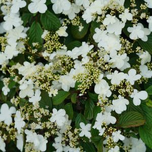 Viburnum plicatum var. tomentosum 'NCVP1' Steady Eddy® PP33899