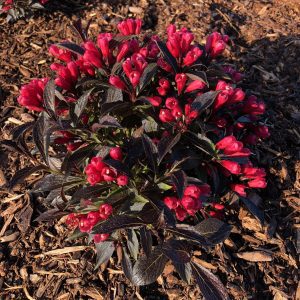 Weigela x 'ZR1' Electric Love® PP30065