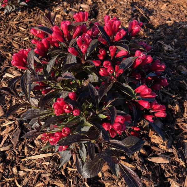 Weigela x 'ZR1' Electric Love® PP30065