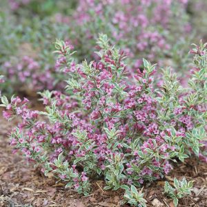 Weigela florida 'Verweig8' My Monet Purple Effect® PP30064
