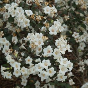 Weigela florida 'SMNWFGC' Wine & Spirits® PP34358