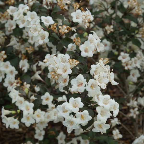Weigela florida 'SMNWFGC' Wine & Spirits® PP34358