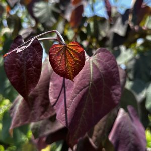 Cercis canadensis 'Greswan' Burgundy Hearts® PP19654