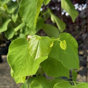 Cercis canadensis 'Royal White'