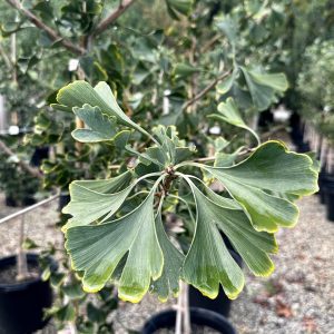 Ginkgo biloba 'JFS-UGA2' Golden Colonnade®