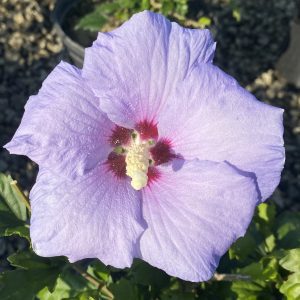 Hibiscus syriacus 'Blue Bird'