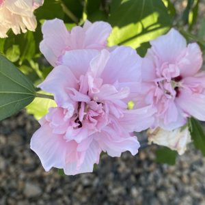 Hibiscus syriacus 'Blushing Bride'