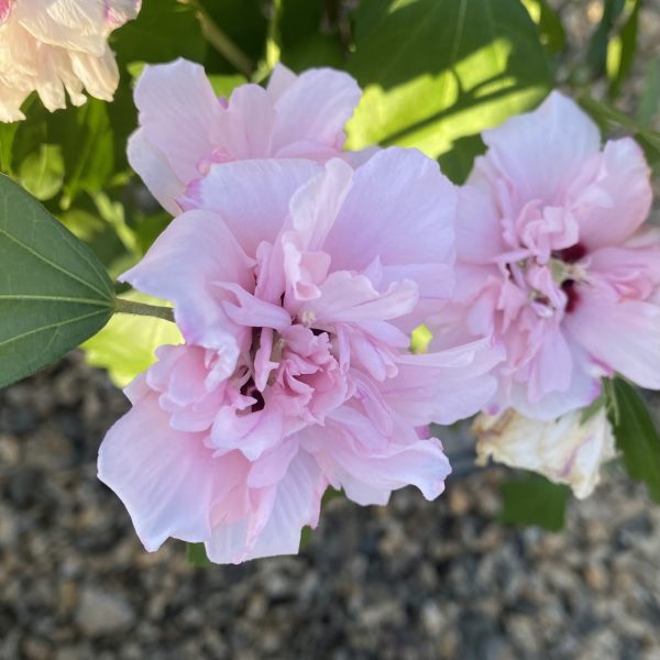 Hibiscus syriacus 'Blushing Bride'