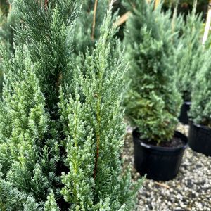 Juniperus chinensis 'Blue Point'