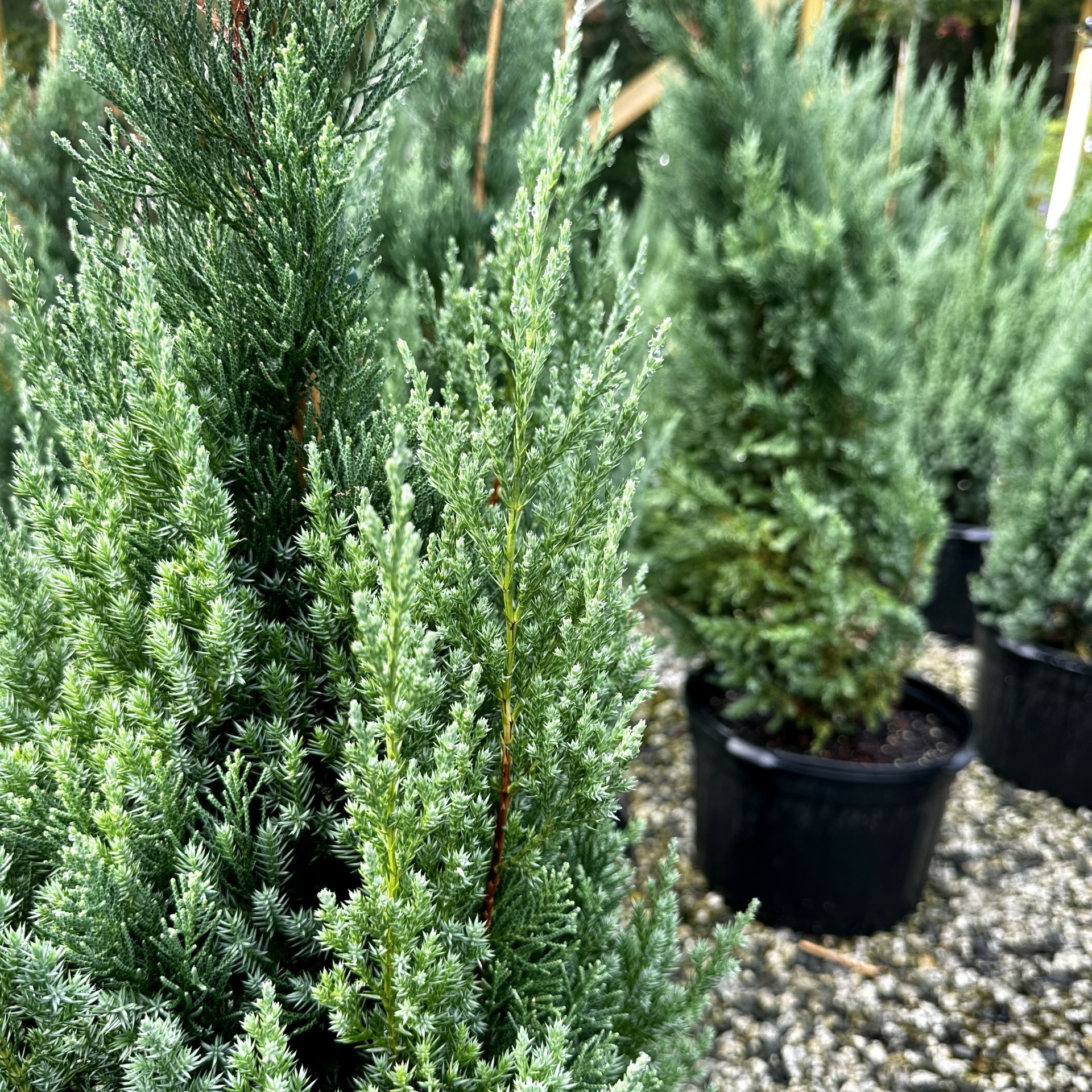 Juniperus chinensis ‘Blue Point’ | Piedmont Carolina Nursery